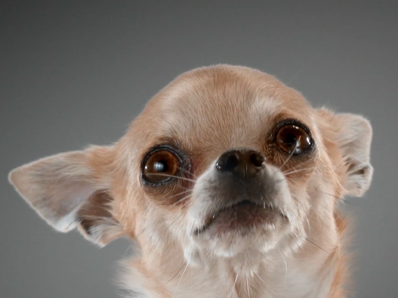 Close up of a Chihuahua